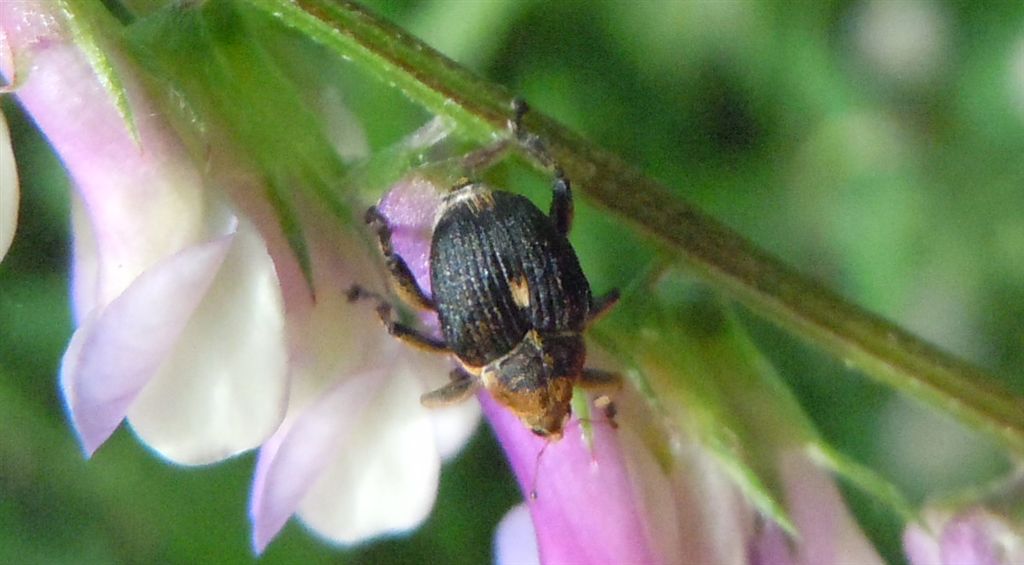 Mononychus punctumalbum - (Curculionidae)